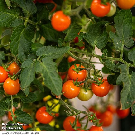 Tomato 'Freefall Orange'