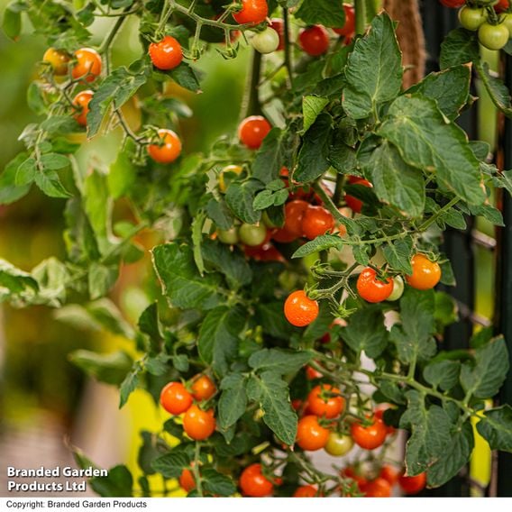 Tomato 'Freefall Orange'