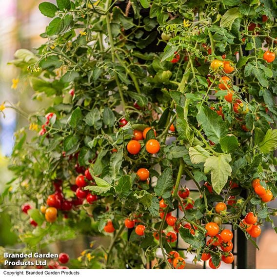 Tomato 'Freefall Red'