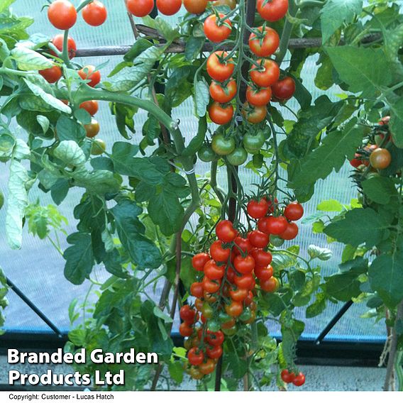 Tomato 'Gardener's Delight'