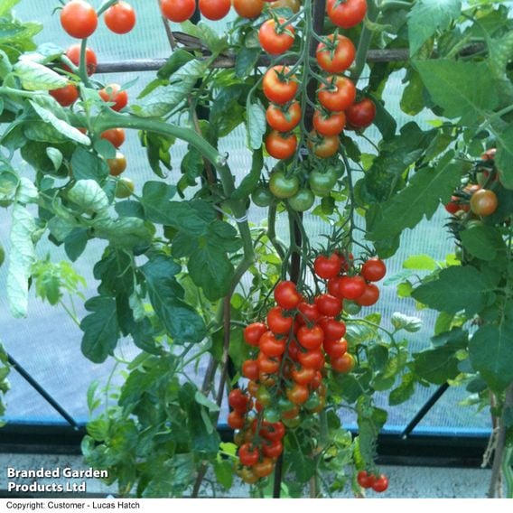 Tomato 'Gardener's Delight' (Grafted)