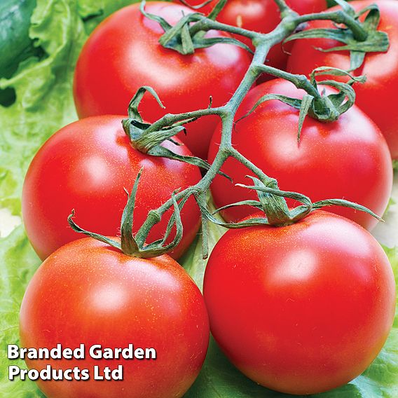 Tomato 'Gardener's Delight'