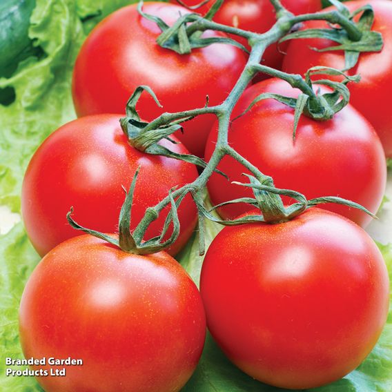 Tomato 'Gardener's Delight'