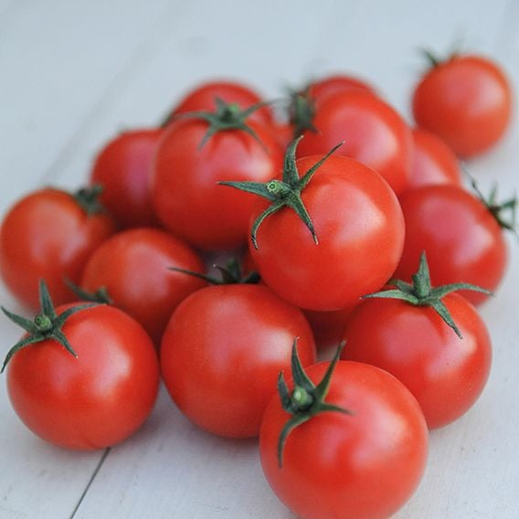 Tomato 'Gardener's Delight'