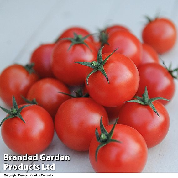 Tomato 'Gardener's Delight'