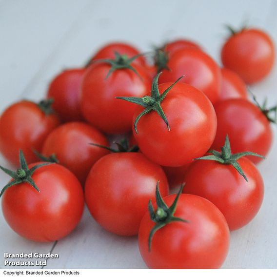 Tomato 'Gardener's Delight'