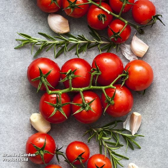 Tomato 'Gardener's Delight' (Grafted)
