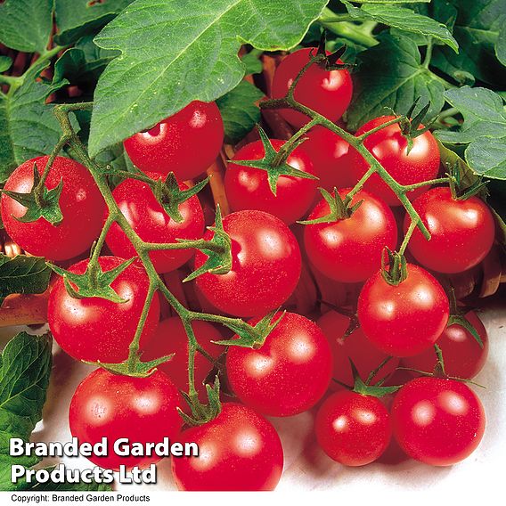 Tomato 'Gardener's Delight'