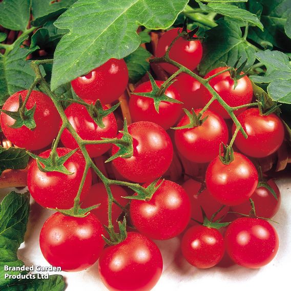 Tomato 'Gardener's Delight'