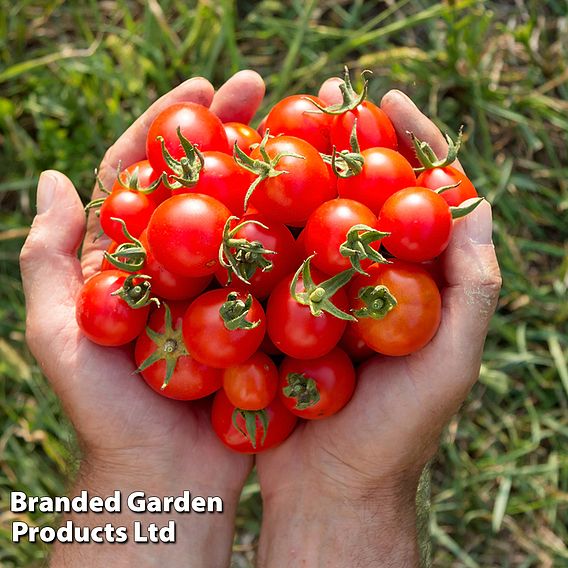 Tomato 'Gardener's Delight'