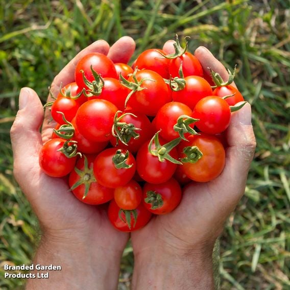 Tomato 'Gardener's Delight' (Grafted)