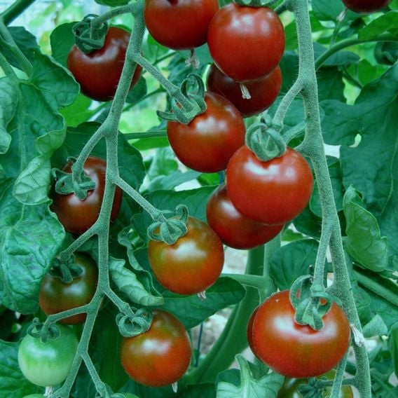 Tomato 'Garnet' - Heirloom Tomato Seeds