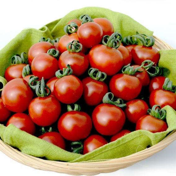Tomato 'Garnet' - Heirloom Tomato Seeds