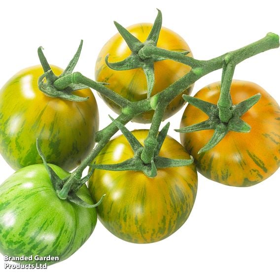 Tomato 'Green Zebra' (Heirloom Salad)