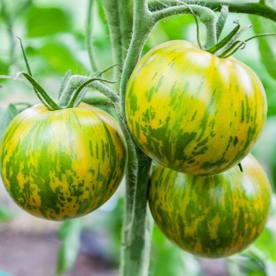 Tomato 'Green Zebra' - Heirloom Tomato Seeds