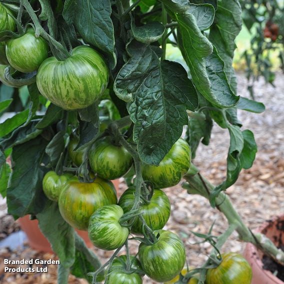 Tomato 'Green Zebra' (Heirloom Salad)