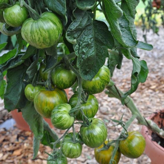 Tomato 'Green Zebra' - Heirloom Tomato Seeds
