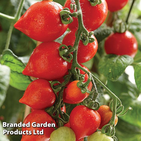 Tomato 'Heartbreakers Vita' F1 - Seeds