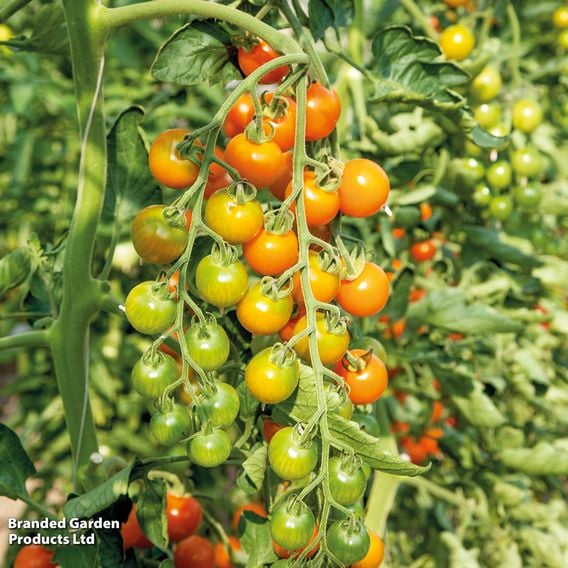 Tomato 'Honeycomb' - Gourmet Veg Seeds
