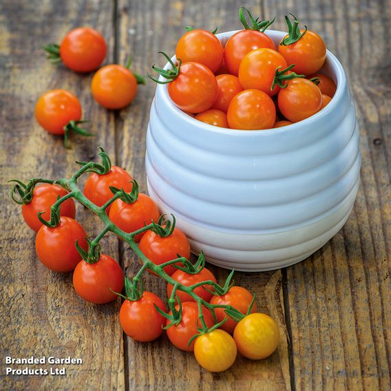 Tomato 'Honeycomb' - Gourmet Veg Seeds