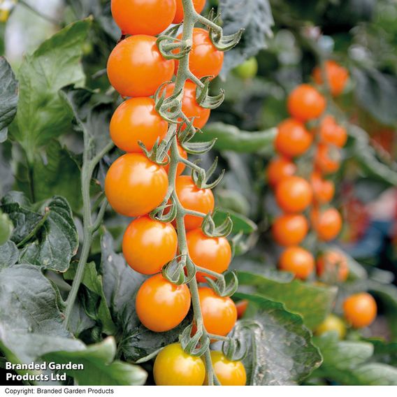 Tomato 'Honeycomb' - Gourmet Veg Seeds