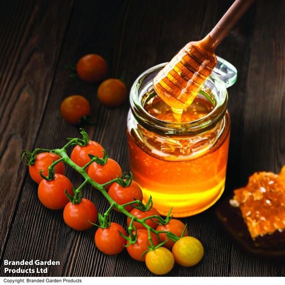 Tomato 'Honeycomb' - Gourmet Veg Seeds