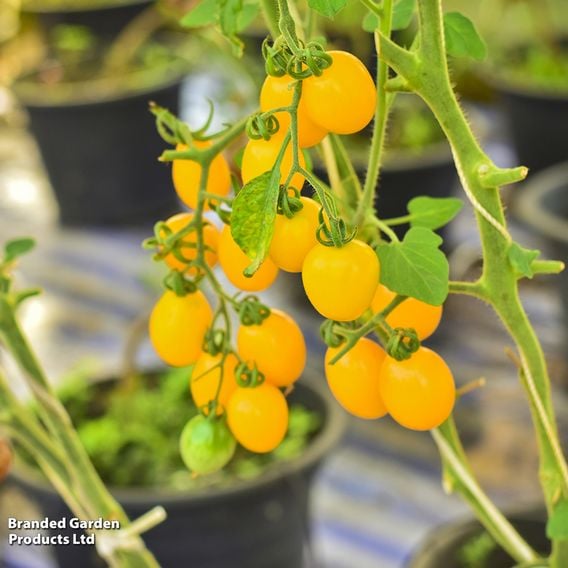 Tomato 'Honey Delight' F1 (Indeterminate) - Seeds