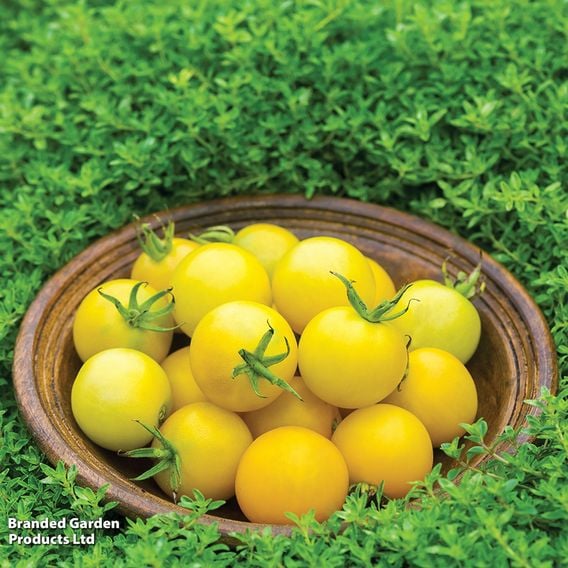 Tomato 'Honey Delight' F1 (Indeterminate) - Seeds