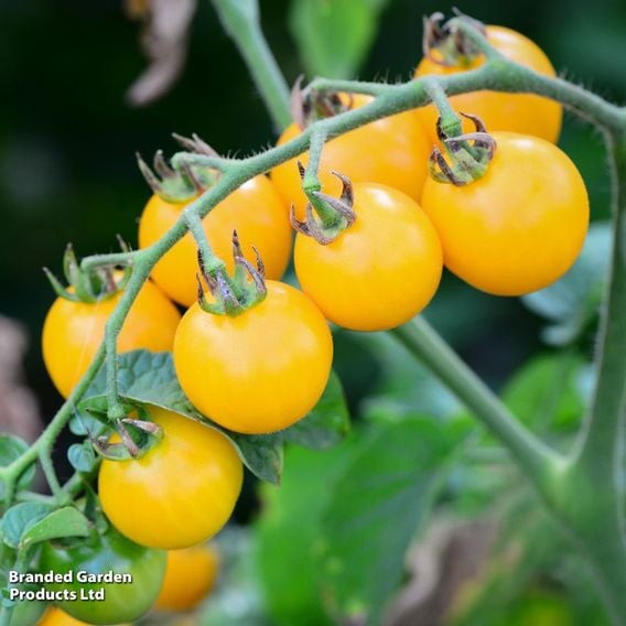 Tomato 'Honey Delight' F1 (Indeterminate) - Seeds