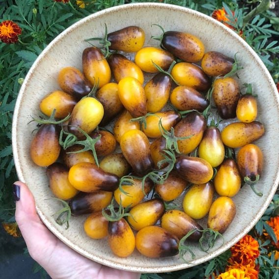 Tomato 'Indigo Pear' - Heirloom Tomato Seeds