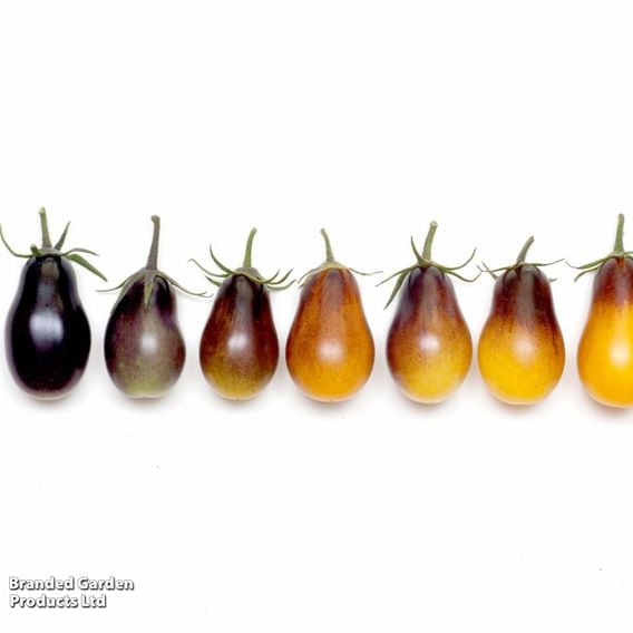Tomato 'Indigo Pear' (Heirloom Plum)