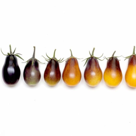 Tomato 'Indigo Pear' - Heirloom Tomato Seeds