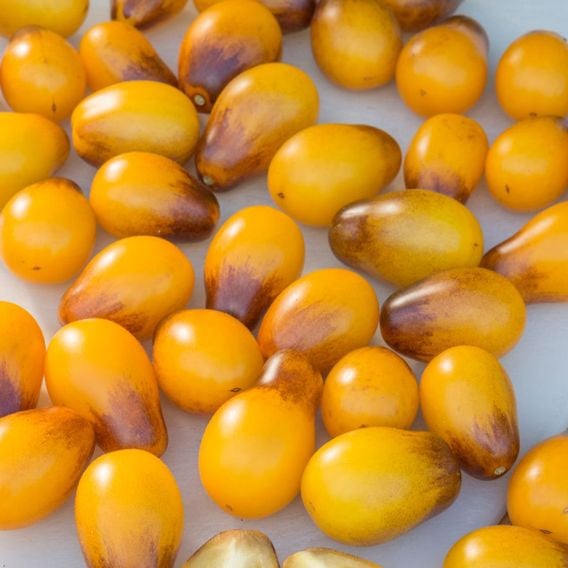 Tomato 'Indigo Pear' - Heirloom Tomato Seeds