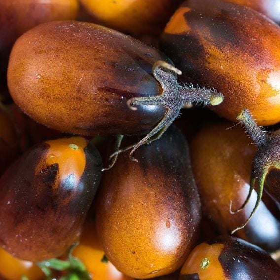 Tomato 'Indigo Pear' - Heirloom Tomato Seeds