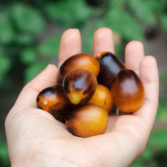 Tomato 'Indigo Pear' - Heirloom Tomato Seeds