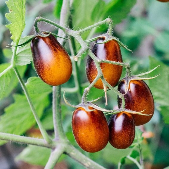 Tomato 'Indigo Pear' - Heirloom Tomato Seeds