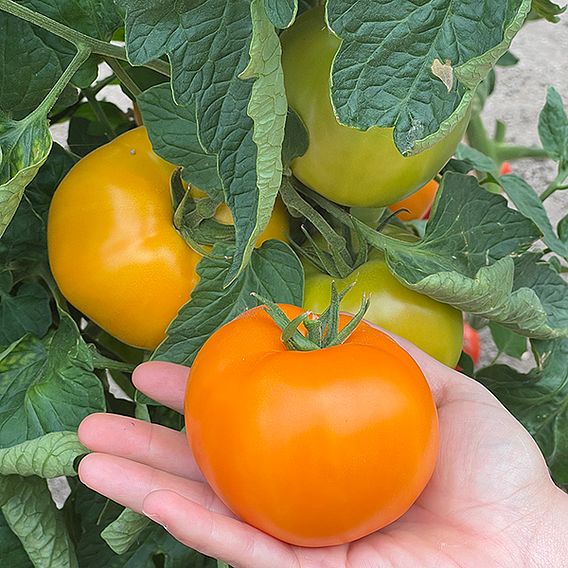 Tomato 'Lemonita' F1 - Seeds