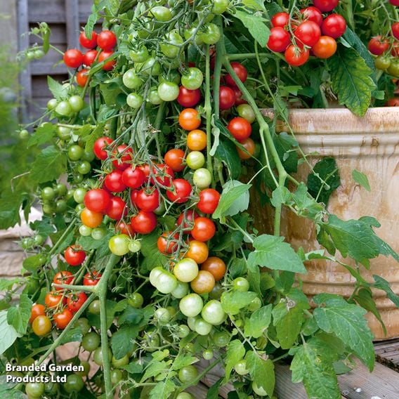 Tomato 'Lizzano' F1 (Grafted)