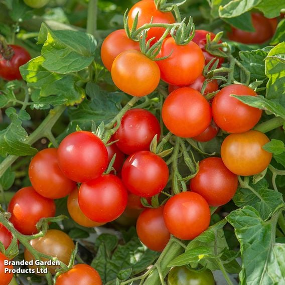Tomato 'Lizzano' F1 (Grafted)