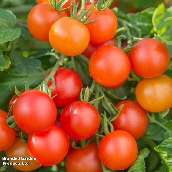 Tomato 'Lizzano' F1 (Grafted)