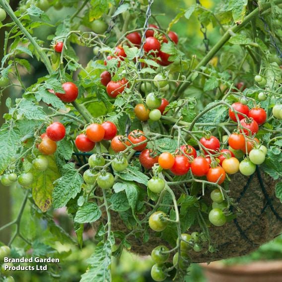 Tomato 'Lizzano' F1 (Grafted)