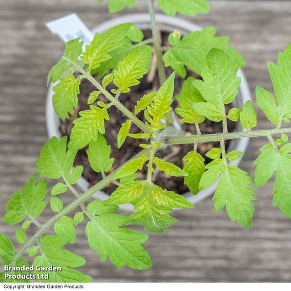 Tomato 'Lizzano' F1 (Grafted)