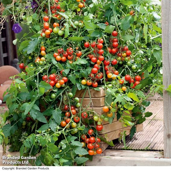Tomato 'Lizzano' F1 (Grafted)