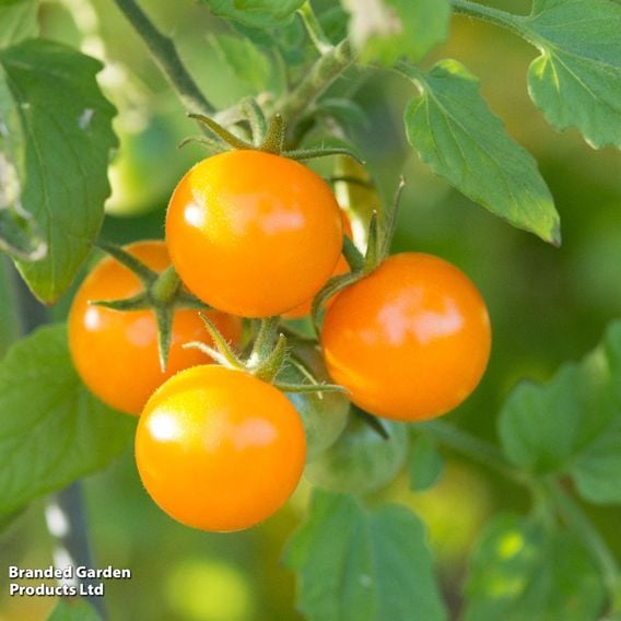 Tomato 'Magnusa'