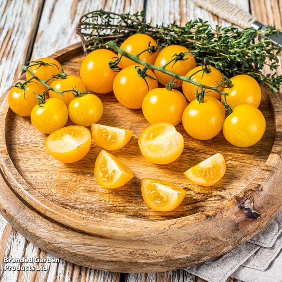 Tomato 'Magnusa'