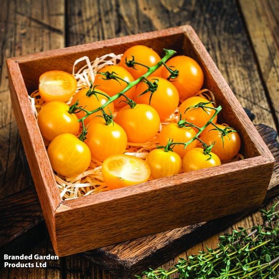 Tomato 'Magnusa'