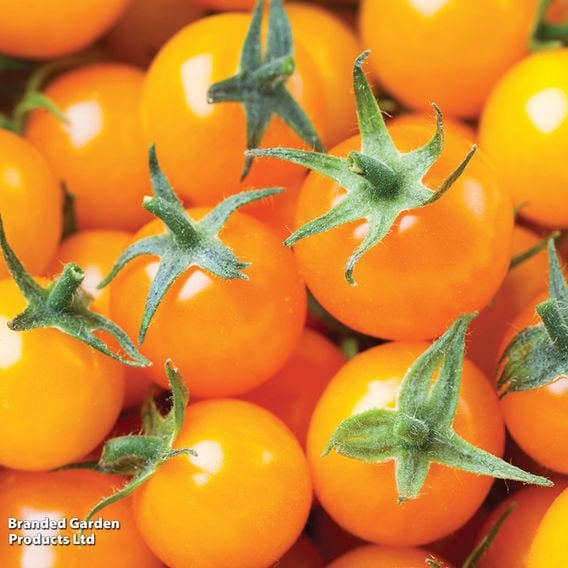 Tomato 'Magnusa'