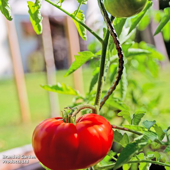 Tomato 'Marmande' - Organic Seeds
