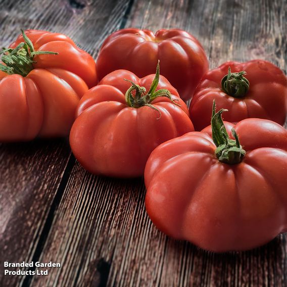 Tomato 'Marmande' - Organic Seeds