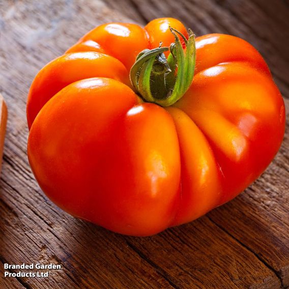 Tomato 'Marmande' - Organic Seeds